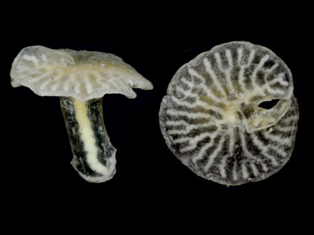 Необычная находка – морские грибы