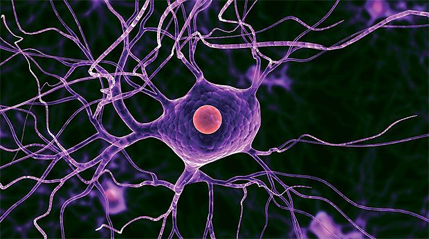 Ученые выяснили, как нервные клетки восстанавливаются после инсульта