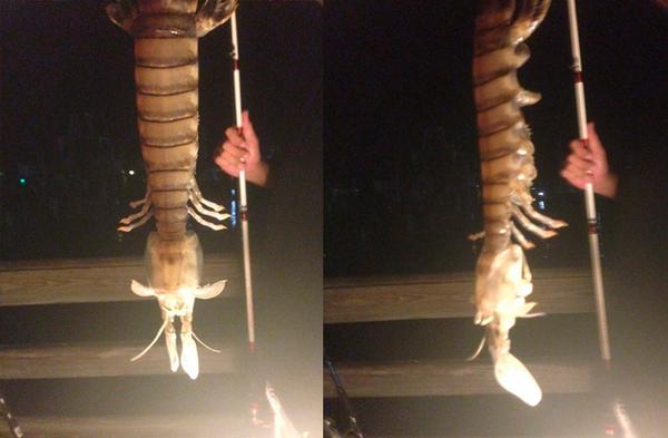 Во Флориде из океана рыбак вытащил чудовище