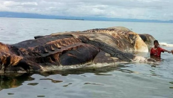 Что за животное вынесло море на берег Индонезии?