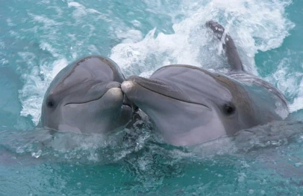 Дельфины имеют схожие черты характера с человеком
